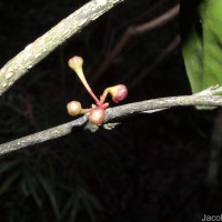 Euonymus revolutus Wight